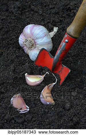 Stock Image - Garlic cloves with garden shovel, garlic, garlic bulb, garlic clove, Allium sativum. Fotosearch
