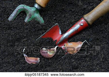 Garlic cloves with garden shovel, garlic, garlic clove, Allium sativum View Large Photo Image Stock Photography - Garlic cloves with garden shovel, garlic, garlic clove, Allium sativum. Fotosearch