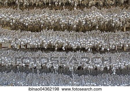 Garlic hung out to dry, Brittany, France, Europe View Large Photo Image Stock Photo - Garlic hung out to dry, Brittany, France, Europe. Fotosearch