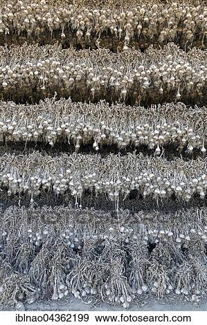 Stock Photo - Garlic hung out to dry, Brittany, France, Europe. Fotosearch