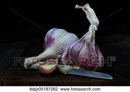 Garlictubers ( Allium sativum) and knives View Large Photo Image Stock Image - Garlictubers ( Allium sativum) and knives. Fotosearch