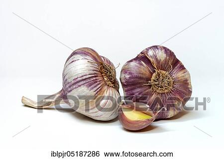 Garlictubers and toes View Large Photo Image Stock Photograph - Garlictubers and toes. Fotosearch