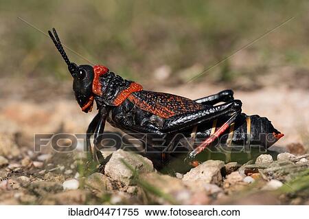 Gaudy grasshopper (Phymateus), South Africa, Africa View Large Photo Image Stock Photography - Gaudy grasshopper (Phymateus), South Africa, Africa. Fotosearch