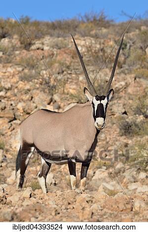Gemsbok (Oryx gazella), adult female standing on stony ground, Kgalagadi Transfrontier Park, Northern Cape, South Africa, Africa View Large Photo Image Picture - Gemsbok (Oryx gazella), adult female standing on stony ground, Kgalagadi Transfrontier Park, Northern Cape, South Africa, Africa. Fotosearch