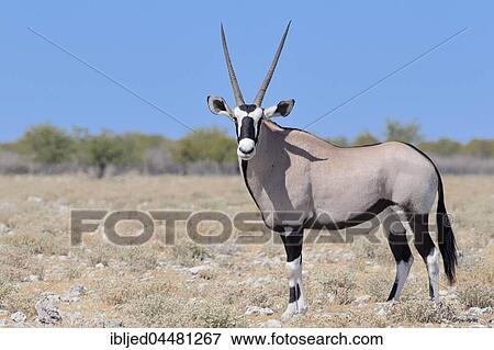 Gemsbok (Oryx gazella), adult male standing on stony ground, Etosha National Park, Namibia, Africa View Large Photo Image Stock Photo - Gemsbok (Oryx gazella), adult male standing on stony ground, Etosha National Park, Namibia, Africa. Fotosearch