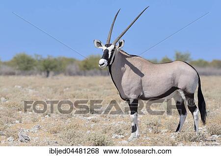 Gemsbok (Oryx gazella), adult male standing on stony ground, Etosha National Park, Namibia, Africa View Large Photo Image Stock Photo - Gemsbok (Oryx gazella), adult male standing on stony ground, Etosha National Park, Namibia, Africa. Fotosearch