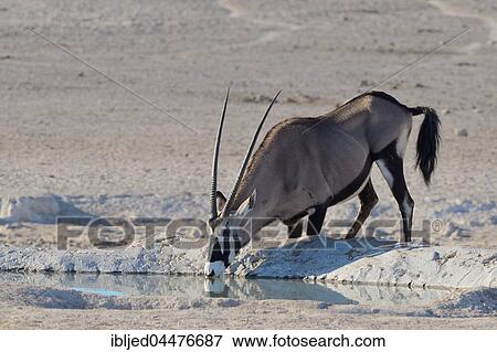 Gemsbok (Oryx gazella) drinking at waterhole, Etosha National Park, Namibia, Africa View Large Photo Image Stock Photo - Gemsbok (Oryx gazella) drinking at waterhole, Etosha National Park, Namibia, Africa. Fotosearch