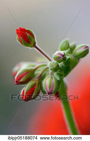 Picture - Geranium, geranium buds, geranium spec. Fotosearch