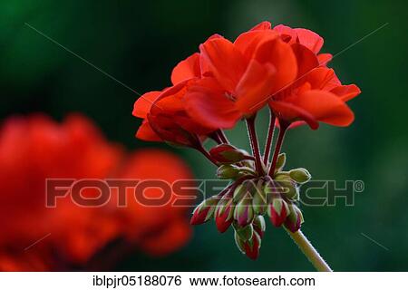 Geranium, geranium buds, geranium spec View Large Photo Image Stock Photograph - Geranium, geranium buds, geranium spec. Fotosearch