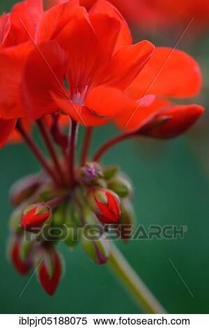 Stock Photography - Geranium, geranium buds, geranium spec. Fotosearch