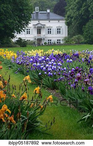 Stock Image - German Iris, x germanica, Garden of the Villa Merian, Basel, Green 80, Switzerland, Europe. Fotosearch