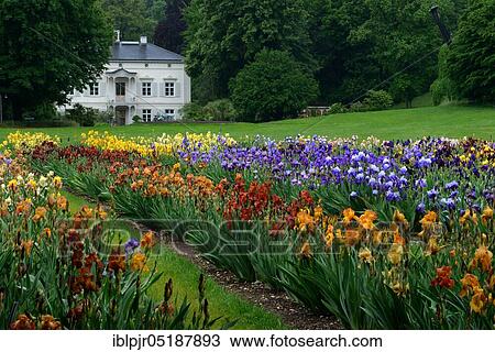 German Iris, x germanica, Garden of the Villa Merian, Basel, Green 80, Switzerland, Europe View Large Photo Image Stock Image - German Iris, x germanica, Garden of the Villa Merian, Basel, Green 80, Switzerland, Europe. Fotosearch