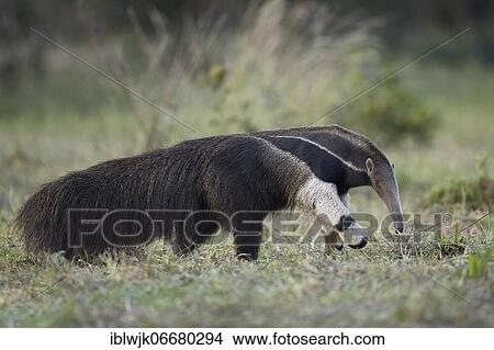 Giant anteater (Myrmecophaga tridactyla) in the grassland near Barrancao Alto, Mato Grosso, Pantanal, Brazil, South America View Large Photo Image Picture - Giant anteater (Myrmecophaga tridactyla) in the grassland near Barrancao Alto, Mato Grosso, Pantanal, Brazil, South America. Fotosearch