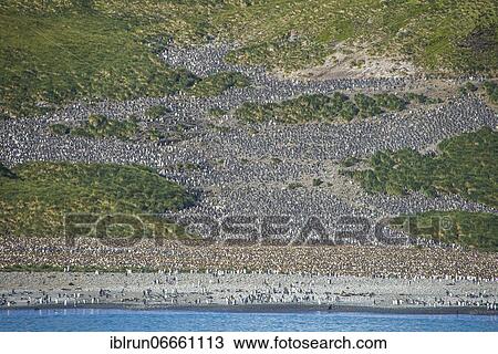 Giant King penguins (Aptenodytes patagonicus) colony, Salisbury Plain, South Georgia, Antarctica View Large Photo Image Stock Image - Giant King penguins (Aptenodytes patagonicus) colony, Salisbury Plain, South Georgia, Antarctica. Fotosearch