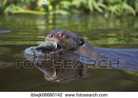 Stock Image - Giant otter (Pteronura brasiliensis) with captured fish and water reflection in the Rio Cuiaba, Mato Grosso do Sul, Pantanal, Brazil, South America. Fotosearch