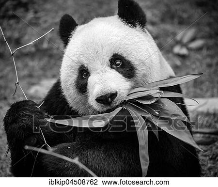 Giant panda (Ailuropoda melanoleuca), Macao Giant Panda Pavilion, Macau, China, Asia View Large Photo Image Stock Image - Giant panda (Ailuropoda melanoleuca), Macao Giant Panda Pavilion, Macau, China, Asia. Fotosearch