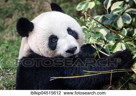 Giant panda (Ailuropoda melanoleuca), Macao Giant Panda Pavilion, Macau, China, Asia View Large Photo Image Stock Image - Giant panda (Ailuropoda melanoleuca), Macao Giant Panda Pavilion, Macau, China, Asia. Fotosearch