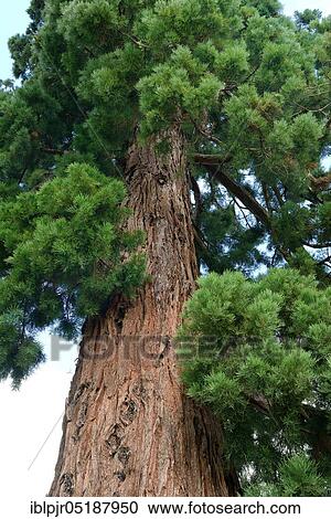 Giant sequoia ( ca. 1870), Sequioadendron ginganteum, Park of Cheverny Castle, France, Europe View Large Photo Image Stock Image - Giant sequoia ( ca. 1870), Sequioadendron ginganteum, Park of Cheverny Castle, France, Europe. Fotosearch
