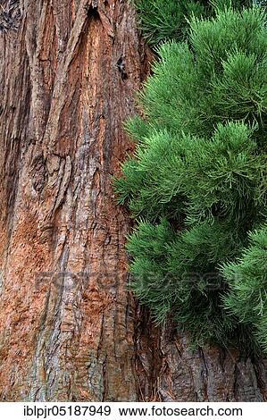 Giant sequoia ( ca. 1870), Sequioadendron ginganteum, Park of Cheverny Castle, France, Europe View Large Photo Image Stock Photo - Giant sequoia ( ca. 1870), Sequioadendron ginganteum, Park of Cheverny Castle, France, Europe. Fotosearch