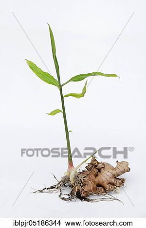 Ginger (Zingiber officinale) with fresh sprouting View Large Photo Image Picture - Ginger (Zingiber officinale) with fresh sprouting. Fotosearch