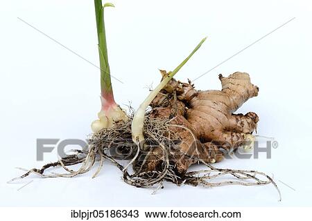 Ginger (Zingiber officinale) with fresh sprouting View Large Photo Image Stock Image - Ginger (Zingiber officinale) with fresh sprouting. Fotosearch
