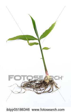 Ginger (Zingiber officinale) with fresh sprouting View Large Photo Image Stock Photograph - Ginger (Zingiber officinale) with fresh sprouting. Fotosearch