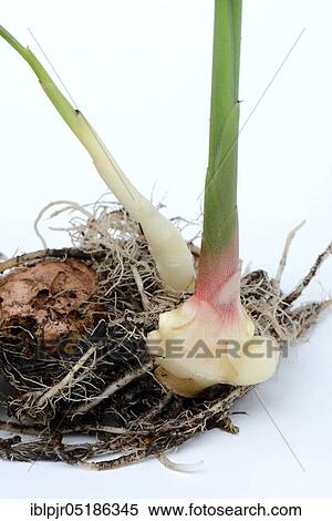 Stock Photography - Ginger (Zingiber officinale) with fresh sprouting. Fotosearch
