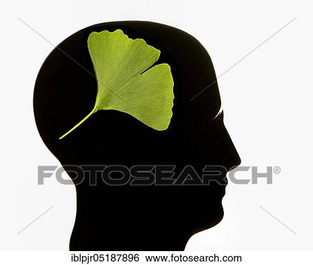 Ginkgo, ginkgo leaf and head View Large Photo Image Stock Photograph - Ginkgo, ginkgo leaf and head. Fotosearch