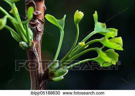 Stock Image - Ginkgo, leaf shoots from the ginkgo tree, Ginkgo biloba. Fotosearch