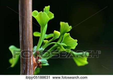 Ginkgo, leaf shoots from the ginkgo tree, Ginkgo biloba View Large Photo Image Stock Image - Ginkgo, leaf shoots from the ginkgo tree, Ginkgo biloba. Fotosearch