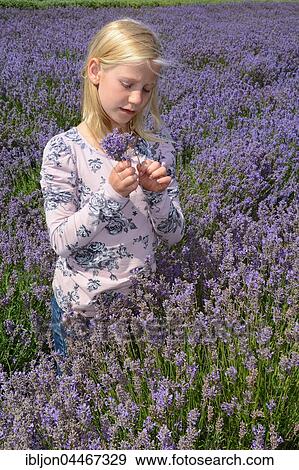 Girl in lavender field, Ystad, Skåne County, Skåne län, Sweden, Europe View Large Photo Image Stock Photo - Girl in lavender field, Ystad, Skåne County, Skåne län, Sweden, Europe. Fotosearch