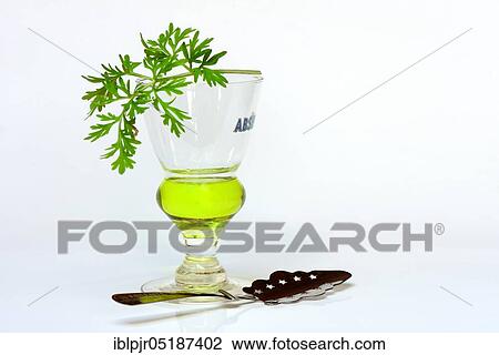 Glass of absinthe with wormwood and absinthe spoon View Large Photo Image Stock Image - Glass of absinthe with wormwood and absinthe spoon. Fotosearch