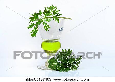 Stock Image - Glass of absinthe with wormwood. Fotosearch