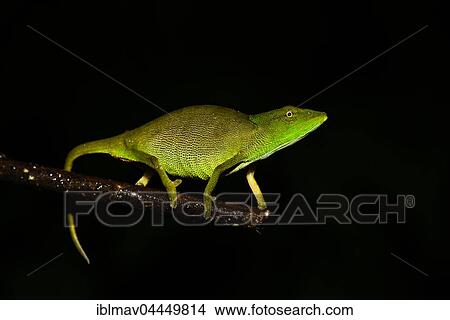 Picture - Glaw's chameleon (Calumma glawi), female, Ranomafana National Park, Madagascar, Africa. Fotosearch