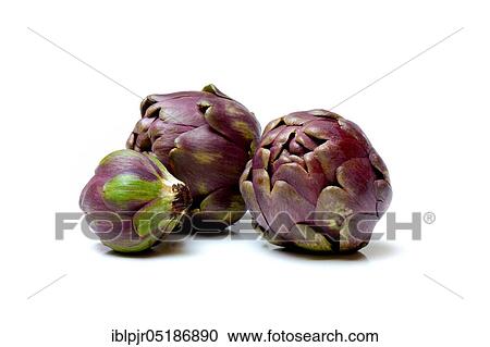 Globe Artichoke (Cynara scolymus) View Large Photo Image Stock Image - Globe Artichoke (Cynara scolymus). Fotosearch