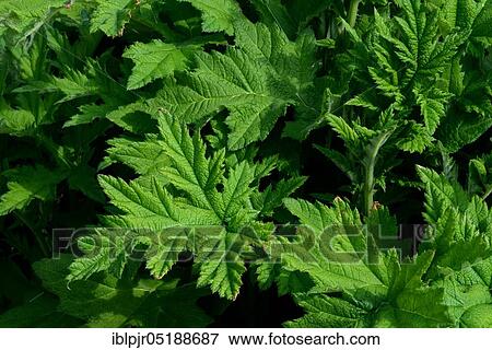 Stock Photo - Globe thistle, Echinops persicus, leaf, leaves. Fotosearch