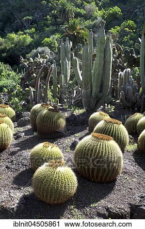 Golden barrel cacti (Echinocactus grusonii) and columnar cacti, Jardin Botánico Viera y Clavijo, Gran Canaria, Canary Islands, Spain, Europe View Large Photo Image Stock Image - Golden barrel cacti (Echinocactus grusonii) and columnar cacti, Jardin Botánico Viera y Clavijo, Gran Canaria, Canary Islands, Spain, Europe. Fotosearch