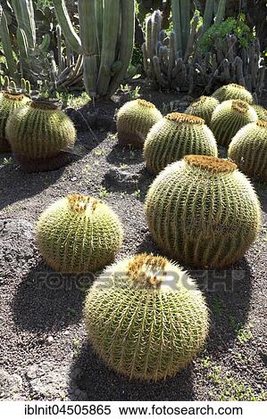 Golden barrel cacti (Echinocactus grusonii) and columnar cacti, Jardin Botánico Viera y Clavijo, Gran Canaria, Canary Islands, Spain, Europe View Large Photo Image Stock Photography - Golden barrel cacti (Echinocactus grusonii) and columnar cacti, Jardin Botánico Viera y Clavijo, Gran Canaria, Canary Islands, Spain, Europe. Fotosearch