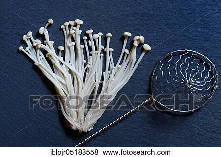 Stock Photo - Golden needle mushroom-Mushrooms ( Flammulina velutipes). Fotosearch