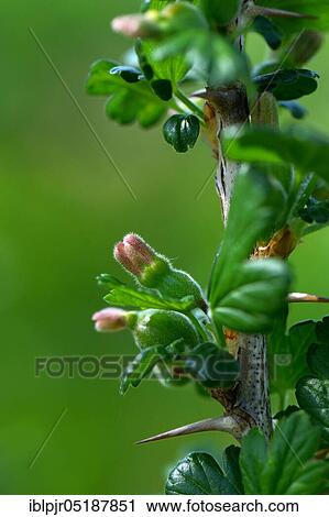 Stock Image - Gooseberry, fruiting, variety Riese von Köthen, Ribes uva-crispa, Riese von Köthen. Fotosearch