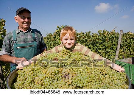 Grandpa with grandchildren picking grapes, Kaiserstuhl, Kiechlinsbergen, Baden-Wuertemberg, Germany, Europe View Large Photo Image Stock Photography - Grandpa with grandchildren picking grapes, Kaiserstuhl, Kiechlinsbergen, Baden-Wuertemberg, Germany, Europe. Fotosearch