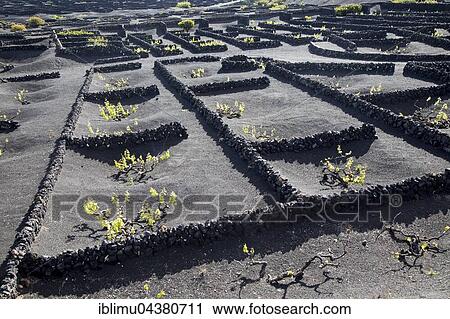 Grapevines growing in black volcanic pits, La Geria, Lanzarote, Canary Islands, Spain, Europe View Large Photo Image Stock Image - Grapevines growing in black volcanic pits, La Geria, Lanzarote, Canary Islands, Spain, Europe. Fotosearch