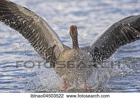 Stock Image - Gray goose (Anser anser) landing in water, Hamburg, Germany, Europe. Fotosearch