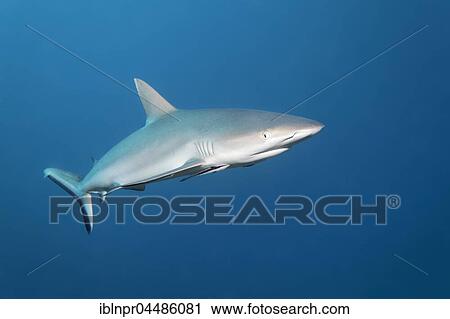 Gray reef shark (Carcharhinus amblyrhynchos), Indian Ocean, Maldives, Asia View Large Photo Image Stock Image - Gray reef shark (Carcharhinus amblyrhynchos), Indian Ocean, Maldives, Asia. Fotosearch