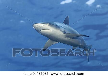 Gray reef shark (Carcharhinus amblyrhynchos), choppy water surface, Indian Ocean, Maldives, Asia View Large Photo Image Stock Photograph - Gray reef shark (Carcharhinus amblyrhynchos), choppy water surface, Indian Ocean, Maldives, Asia. Fotosearch