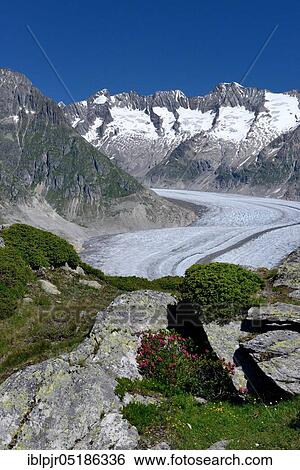Great Aletsch Glacier, Rusty-leaved alpenrose (Rhododendron hirsutum), Canton Valais, Switzerland, Europe View Large Photo Image Stock Photograph - Great Aletsch Glacier, Rusty-leaved alpenrose (Rhododendron hirsutum), Canton Valais, Switzerland, Europe. Fotosearch