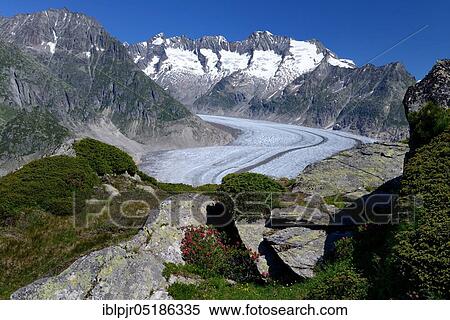 Great Aletsch Glacier, Rusty-leaved alpenrose (Rhododendron hirsutum), Canton Valais, Switzerland, Europe View Large Photo Image Stock Photography - Great Aletsch Glacier, Rusty-leaved alpenrose (Rhododendron hirsutum), Canton Valais, Switzerland, Europe. Fotosearch