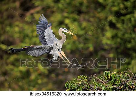 Great blue heron (Ardea herodias), adult, landing on tree with nesting material, Wakodahatchee Wetlands, Delray Beach, Florida, USA, North America View Large Photo Image Stock Image - Great blue heron (Ardea herodias), adult, landing on tree with nesting material, Wakodahatchee Wetlands, Delray Beach, Florida, USA, North America. Fotosearch