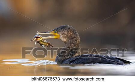 Great cormorant (Phalacrocorax carbo) with dwarf catfish as prey, fishing, Kiskunsag National Park, Hungary, Europe View Large Photo Image Stock Image - Great cormorant (Phalacrocorax carbo) with dwarf catfish as prey, fishing, Kiskunsag National Park, Hungary, Europe. Fotosearch
