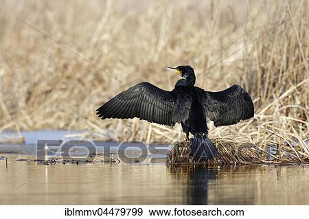 Great cormorant (Phalacrocorax carbo) with outstretched wings, drying feathers on reed pad in lake, Middle Elbe Biosphere Reserve, Saxony-Anhalt, Germany, Europe View Large Photo Image Stock Photo - Great cormorant (Phalacrocorax carbo) with outstretched wings, drying feathers on reed pad in lake, Middle Elbe Biosphere Reserve, Saxony-Anhalt, Germany, Europe. Fotosearch